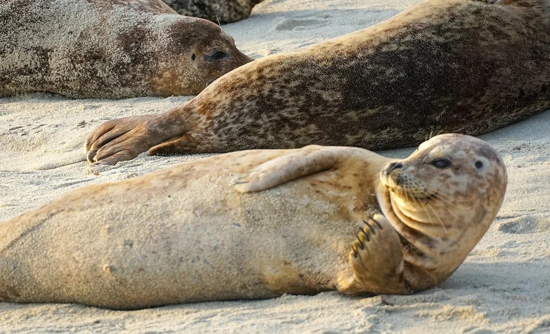 La Jolla · 观察海岸生态